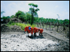 soil remediation